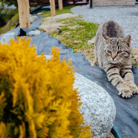 Mlyn * Oravská Lesná